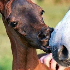 Meet your Posher, Alaskan